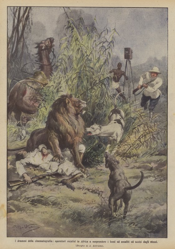 The Dramas of Cinematography, Operators Go to Africa to Capture Lions and Are Attacked by Achille Beltrame