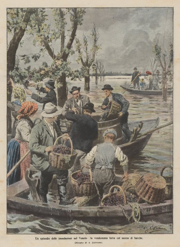 An Episode of the Floods in Veneto, the Harvest Done by Means of Boats by Achille Beltrame