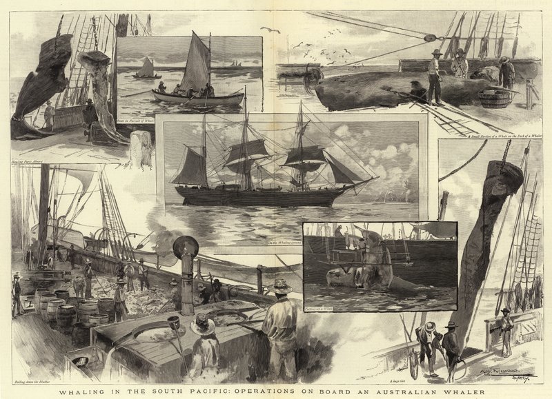 Whaling in the South Pacific, operations on Board an Australian Whaler by Albert Henry Fullwood