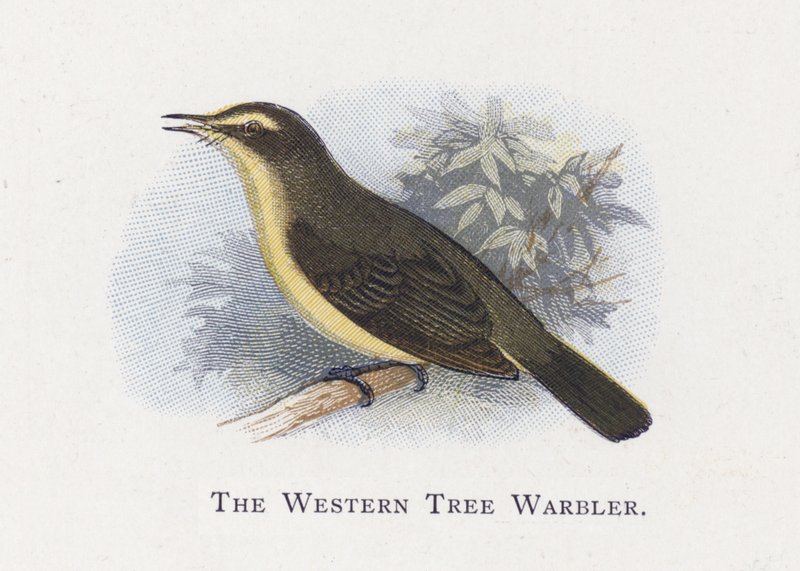 The Western Tree Warbler by Alexander Francis Lydon