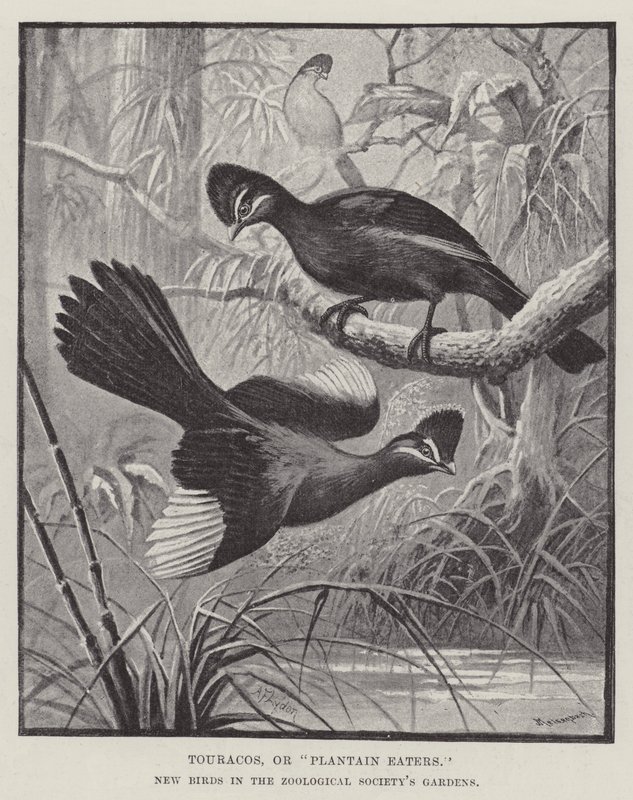 Touracos, or Plantain Eaters, New Birds in the Zoological Society