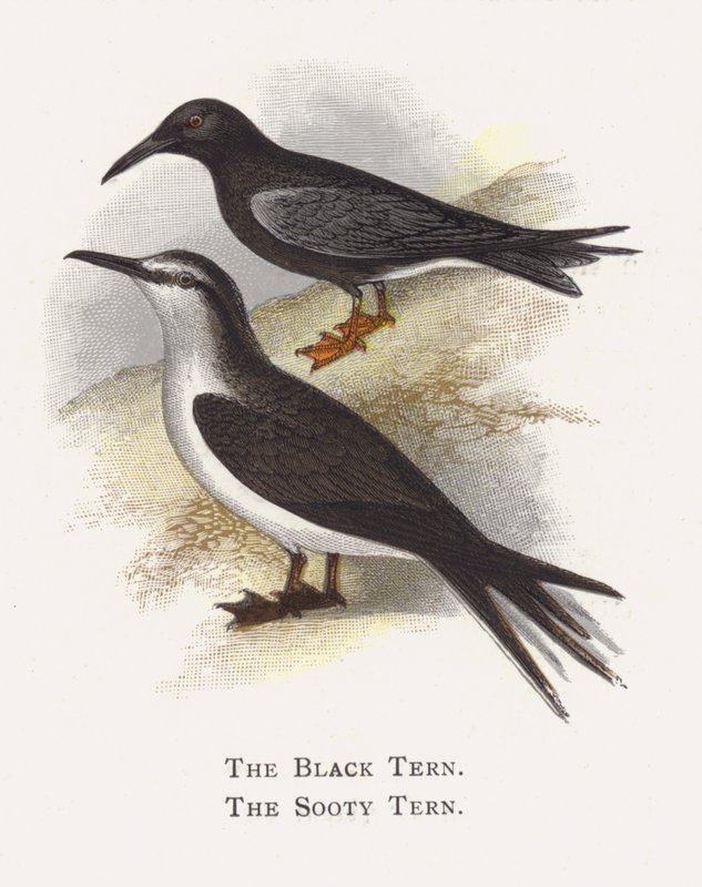 The Black Tern, The Sooty Tern by Alexander Francis Lydon