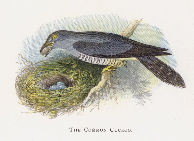 The Common Cuckoo by Alexander Francis Lydon