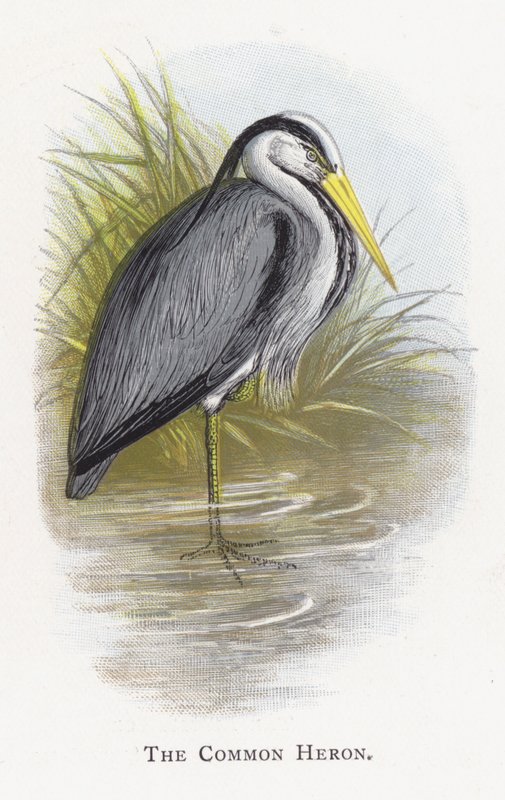 The Common Heron by Alexander Francis Lydon