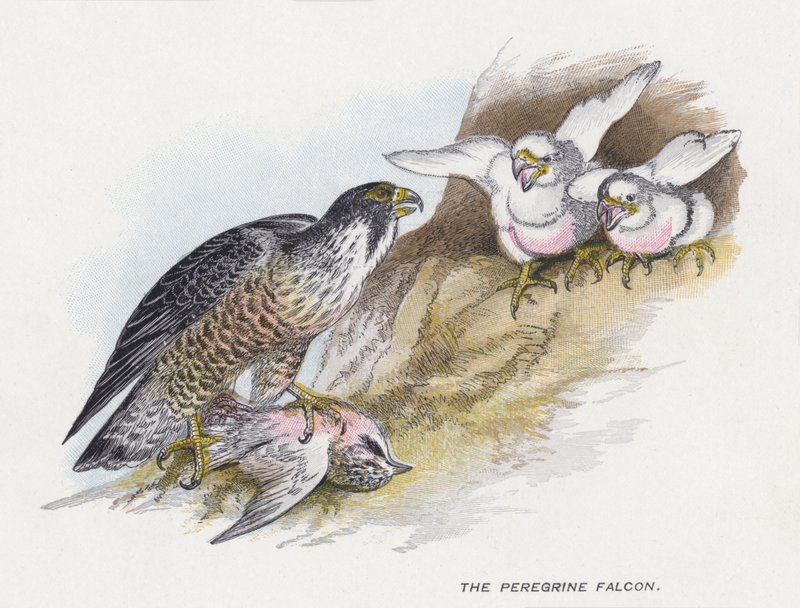 The Peregrine Falcon by Alexander Francis Lydon