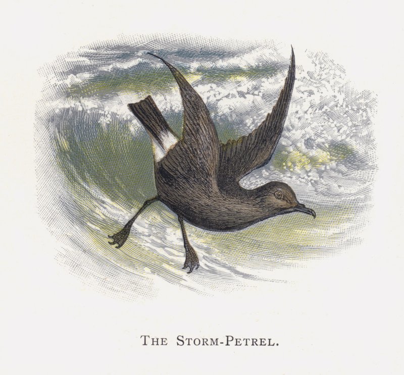 The Storm-Petrel by Alexander Francis Lydon