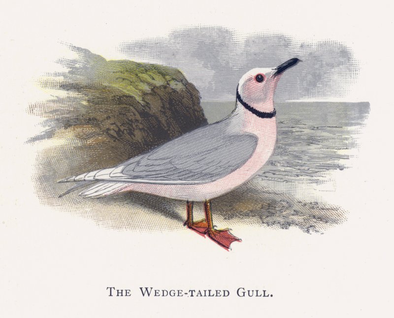 The Wedge-tailed Gull by Alexander Francis Lydon