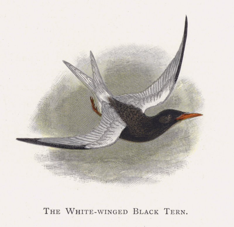 The White-winged Black Tern by Alexander Francis Lydon