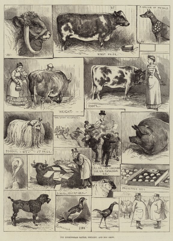 The Birmingham Cattle, Poultry and Dog Show by Alfred Courbould
