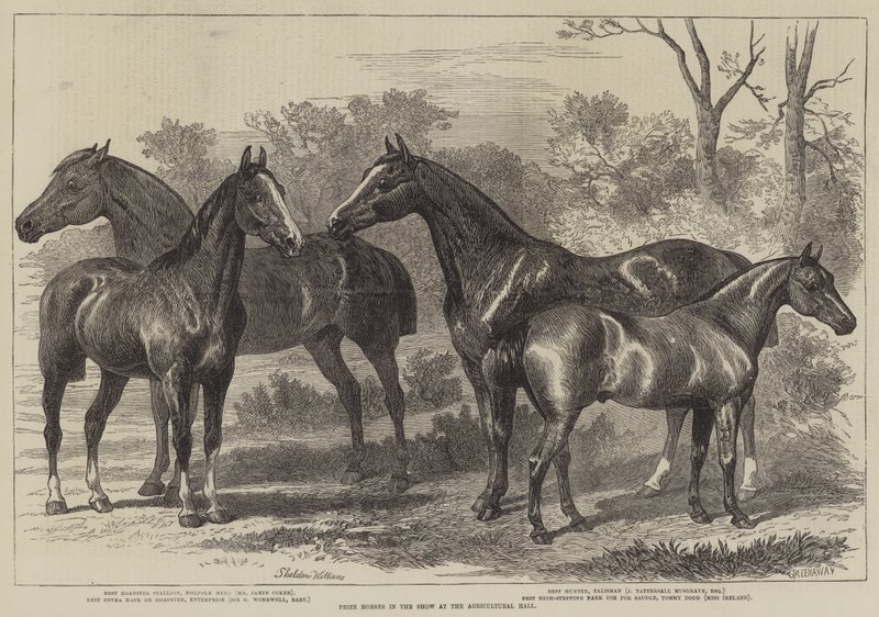 Prize Horses in the Show at the Agricultural Hall by Alfred Sheldon Williams