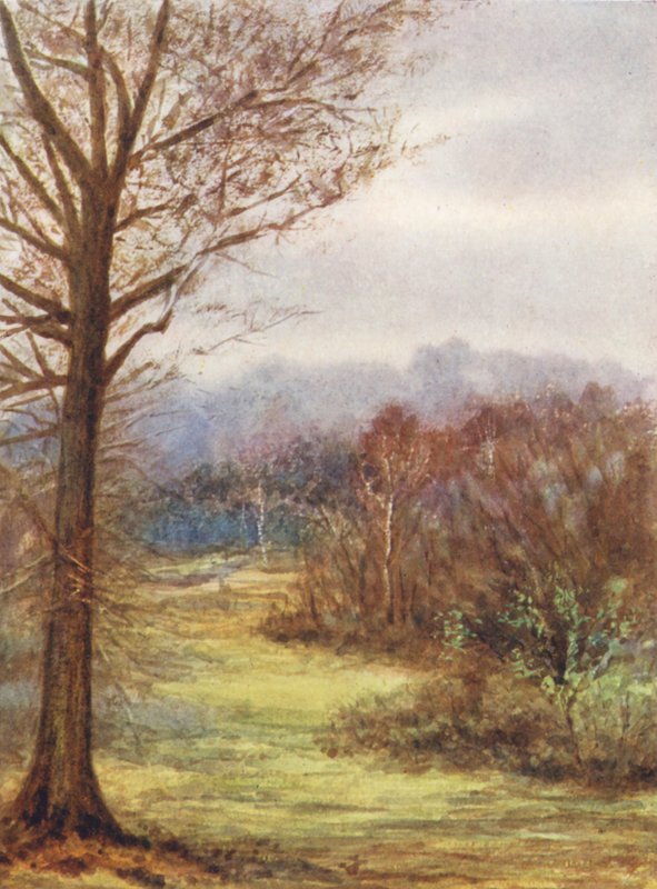 New Forest: A Peep on the Brockenhurst Road, Early Spring by Alice Julia Argles