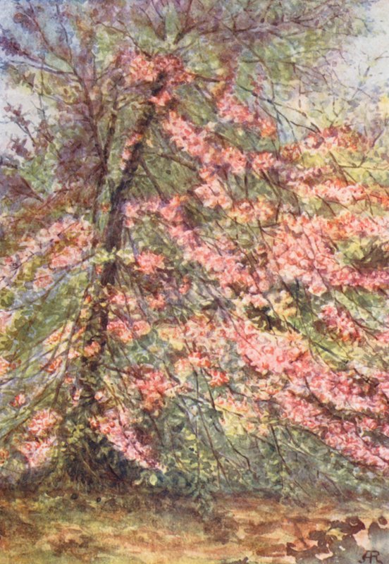 New Forest: Early May in 