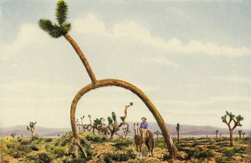 A Giant Cactus in the Mojave Desert by American Photographer