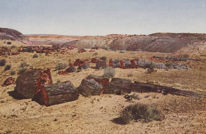 Petrified Forest, Arizona by American Photographer