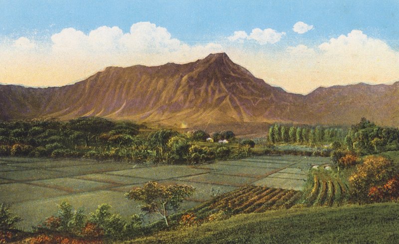 Rice Fields, Oahu by American Photographer
