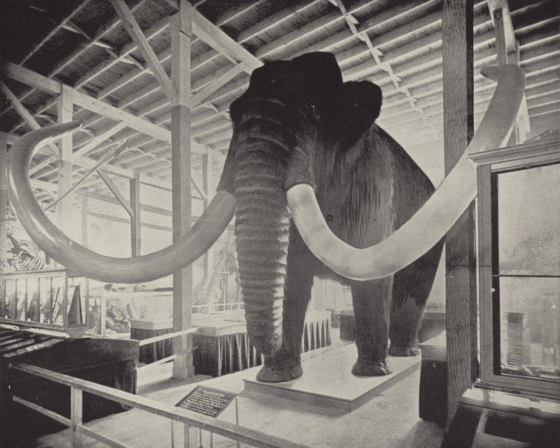 The Great Siberian Mammoth by American Photographer