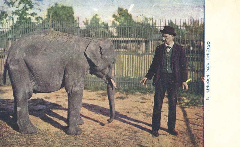 Young Elephant, Lincoln Park Zoo, Chicago, USA by American Photographer