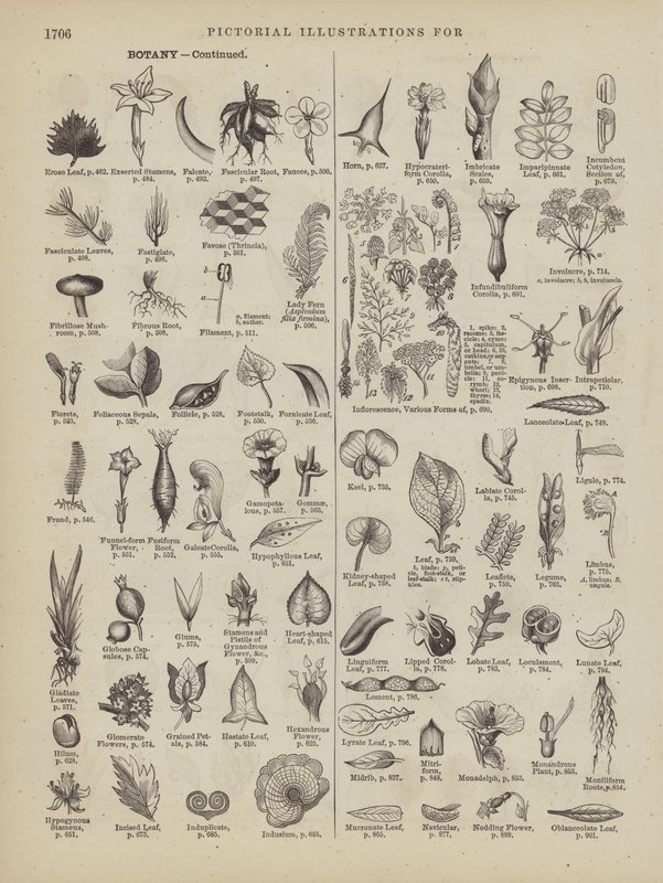 Page from Webster