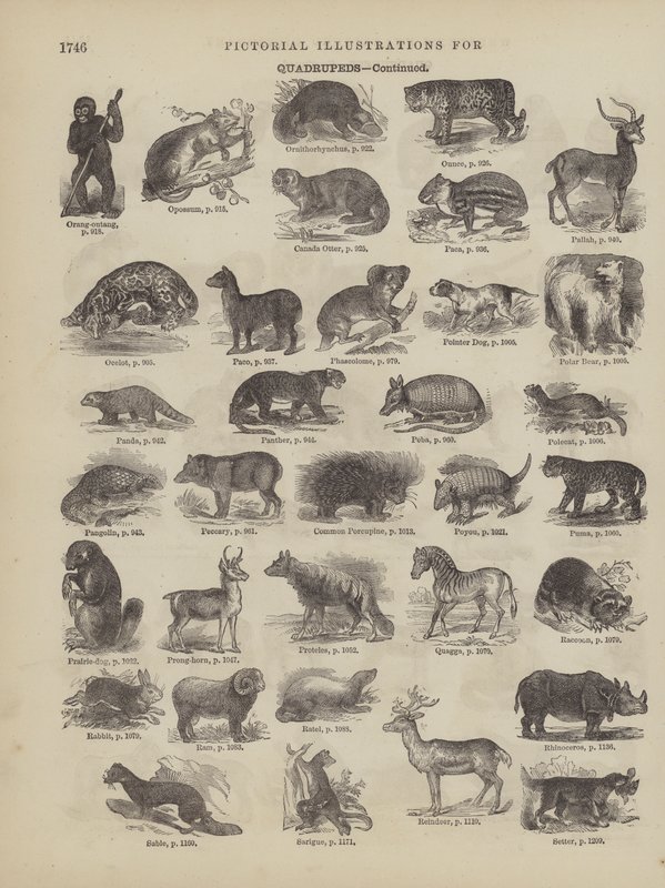 Page from Webster