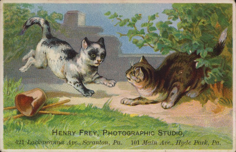 Playful Kittens by American School