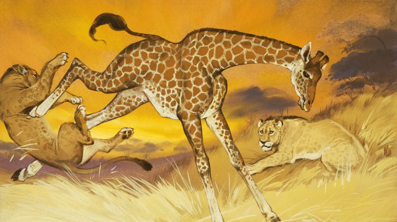 Giraffe Kicking Lion by Angus McBride