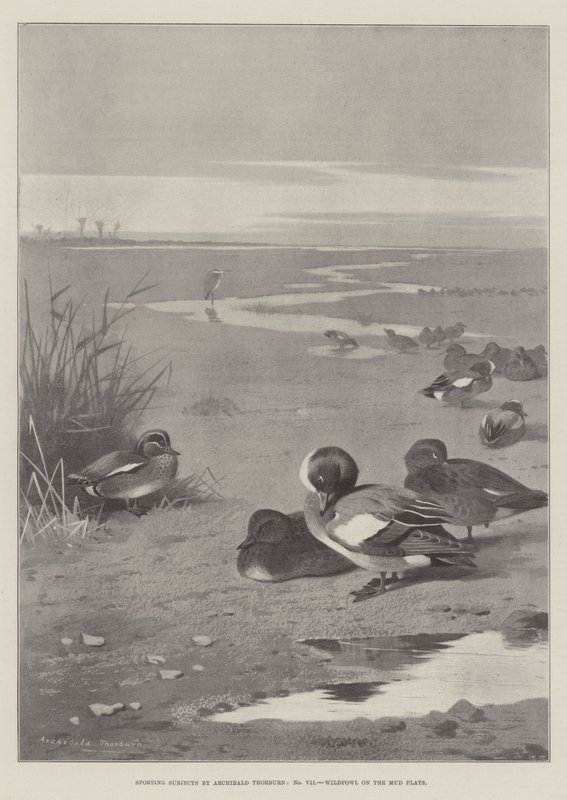 Sporting Subjects, Wildfowl on the Mud Flats by Archibald Thorburn