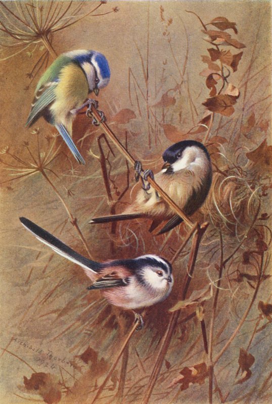 Blue Titmouse, Marsh-Titmouse, Long-Tailed Titmouse by Archibald Thorburn