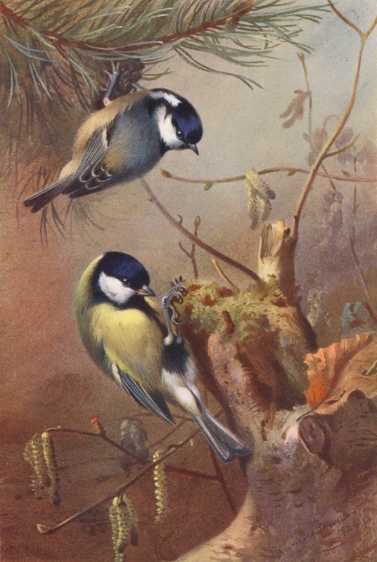 Coal-Titmouse, Great Titmouse by Archibald Thorburn