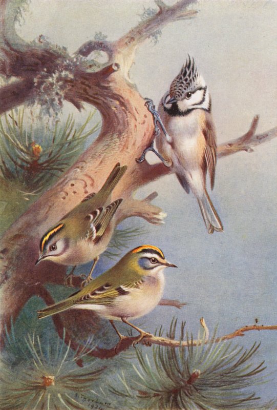 Goldcrest, Fire-Crest, Crested Titmouse by Archibald Thorburn
