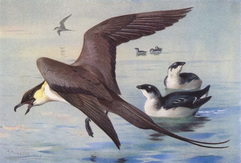 Long-Tailed Skua, Little Auk (winter) by Archibald Thorburn
