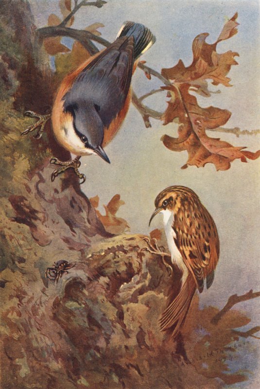 Nuthatch, Tree-Creeper by Archibald Thorburn