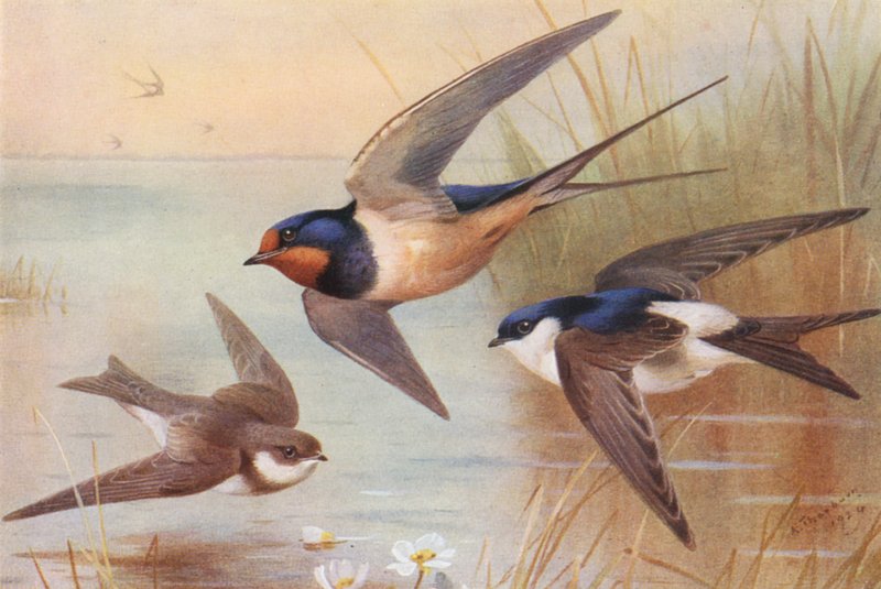 Sand-Martin, Swallow, Martin by Archibald Thorburn