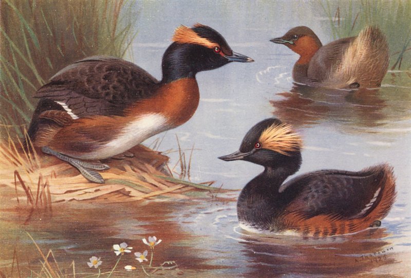 Slavonian Grebe, Little Grebe, Black-Necked Grebe by Archibald Thorburn