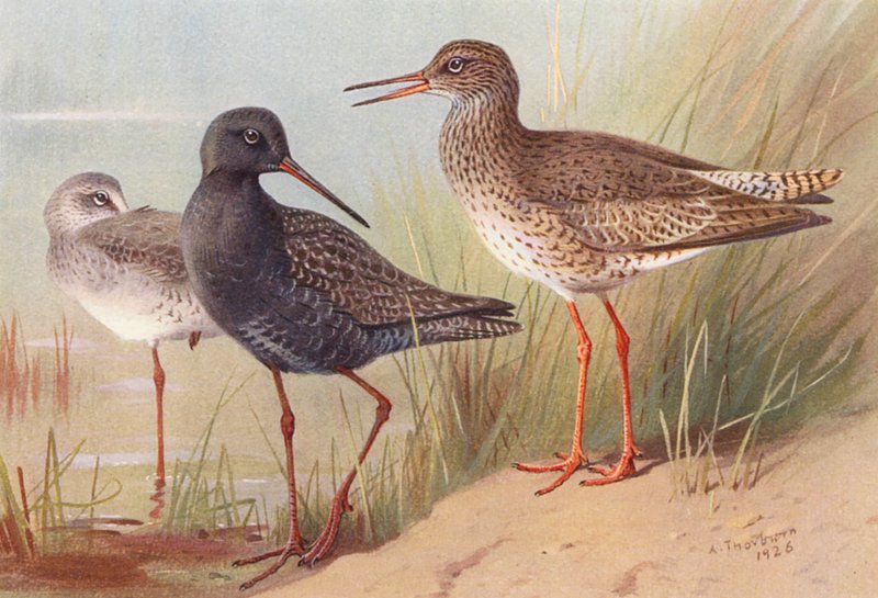 Spotted Redshank (summer and autumn), Common Redshank by Archibald Thorburn