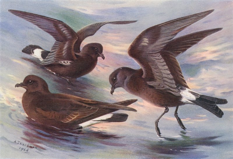 Storm-Petrel, Leach