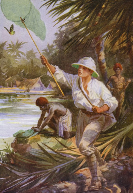 Beautiful Butterflies: A collector at work in New Guinea by Arthur Twidle