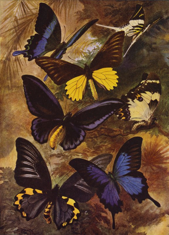 Beautiful Butterflies: Black and Gold Butterflies from the East Indies by Arthur Twidle