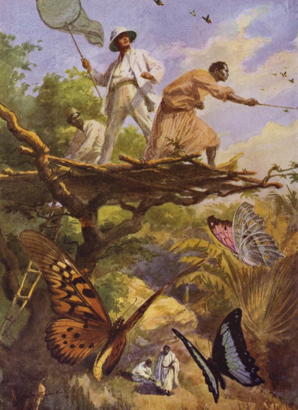 Beautiful Butterflies: Catching Urania Rhipheus in Madagascar by Arthur Twidle