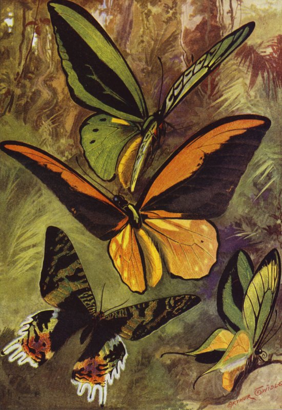Beautiful Butterflies: Ornithopteras, or bird-wing butterflies, and Urania Rhiphoeus by Arthur Twidle