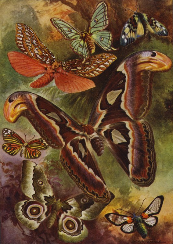 Beautiful Butterflies: The Great Atlas and Various Moths by Arthur Twidle