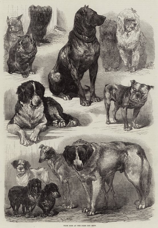 Prize Dogs at the Paris Dog Show by Auguste Andre Lancon