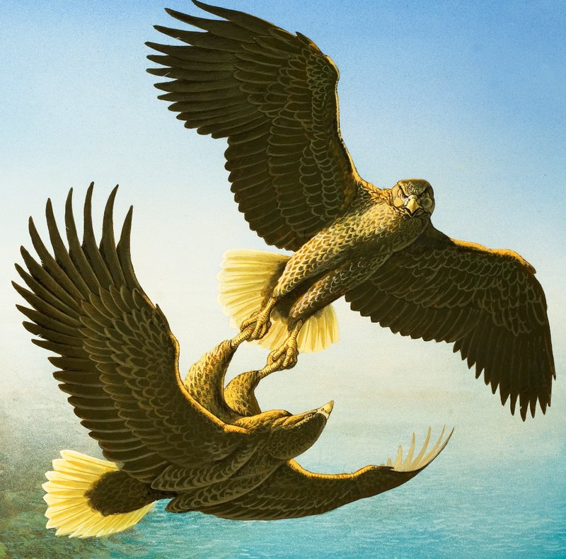 Sea Eagles by Bob Hersey