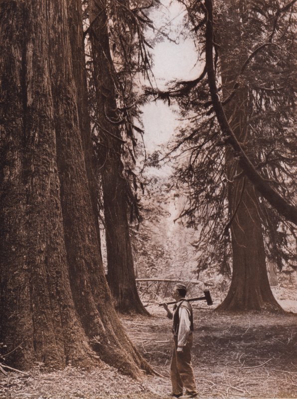 Douglas Fir trees, British Columbia, Canada by Canadian Photographer