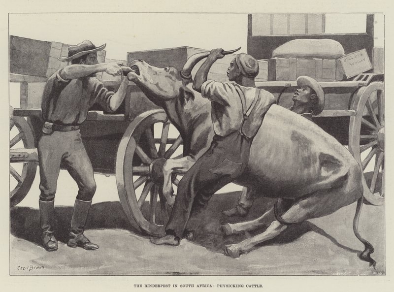 The Rinderpest in South Africa, Physicking Cattle by Cecil Brown