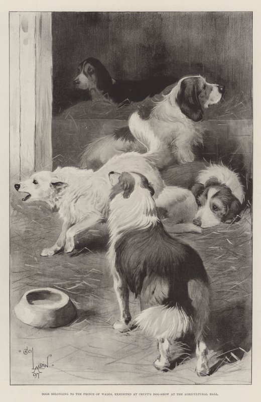 Dogs belonging to the Prince of Wales, exhibited at Cruft