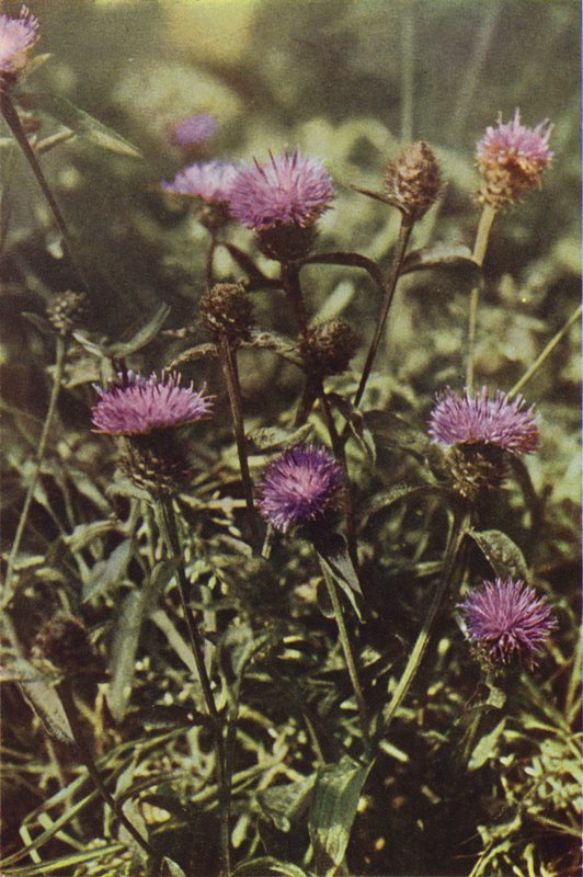 Wild Flowers: Black Knapweed by Charles Essenhigh Corke