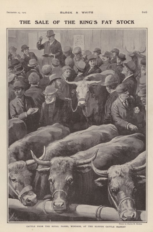 Cattle from the royal farms at Windsor on sale at Slough cattle market, Berkshire by Charles Mills (after) Sheldon
