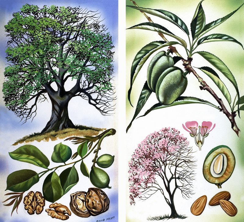 All Sorts of Nuts: Walnuts & Almonds by David Pratt