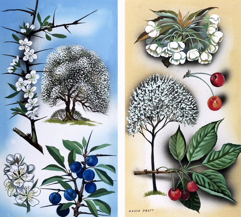 All Sorts of Wild Fruit Trees: Blackthorn & Wild Cherry by David Pratt
