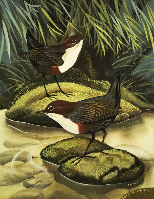 The Dipper, also known as the Water Ousel by David Pratt